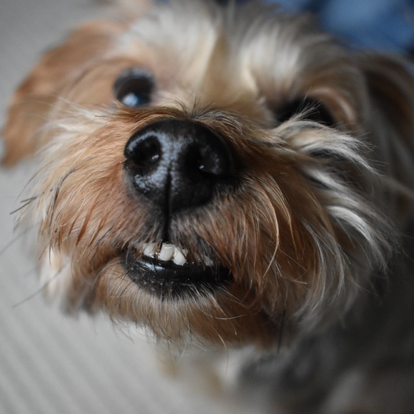 Meet your Posher, Abby - Picture 1 of 1